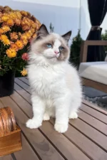 Grisha Ragdoll Male Kitten For Sale
