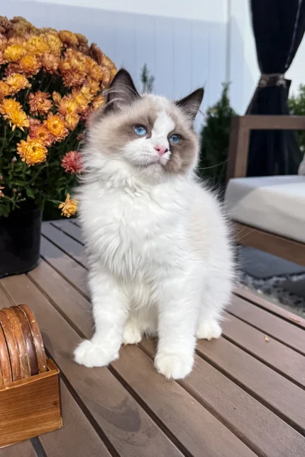 Grisha Ragdoll Male Kitten For Sale