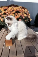 Grisha Ragdoll Male Kitten For Sale