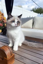 Grisha Ragdoll Male Kitten For Sale