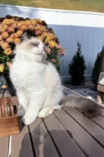 Grisha Ragdoll Male Kitten For Sale