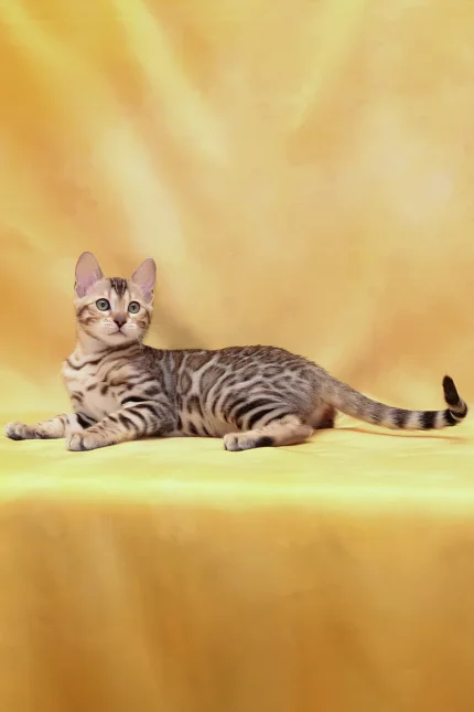 Malina Bengal Female Kitten For Sale – Graceful Beauty with a Gentle Heart