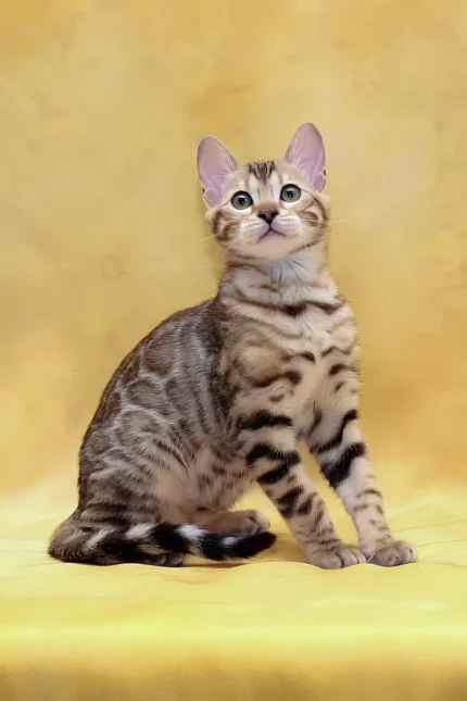 Malina Bengal Female Kitten For Sale – Graceful Beauty with a Gentle Heart