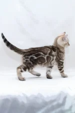 Nicole Bengal Female Kitten For Sale – Mink-Spotted Beauty with Turquoise Eyes