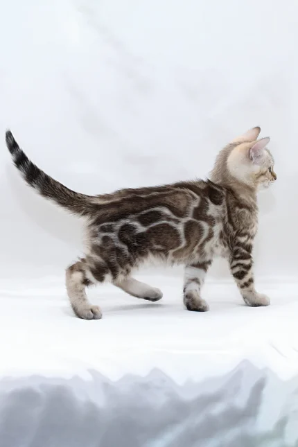 Nicole Bengal Female Kitten For Sale – Mink-Spotted Beauty with Turquoise Eyes