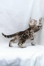 Nicole Bengal Female Kitten For Sale – Mink-Spotted Beauty with Turquoise Eyes