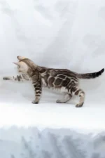 Nicole Bengal Female Kitten For Sale – Mink-Spotted Beauty with Turquoise Eyes