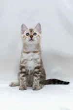 Nicole Bengal Female Kitten For Sale – Mink-Spotted Beauty with Turquoise Eyes