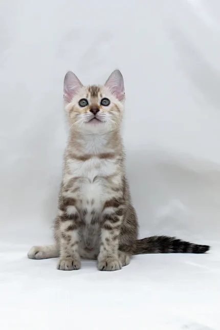 Nicole Bengal Female Kitten For Sale – Mink-Spotted Beauty with Turquoise Eyes