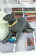 Nikita Russian Blue Male Kitten For Sale