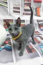 Nikita Russian Blue Male Kitten For Sale