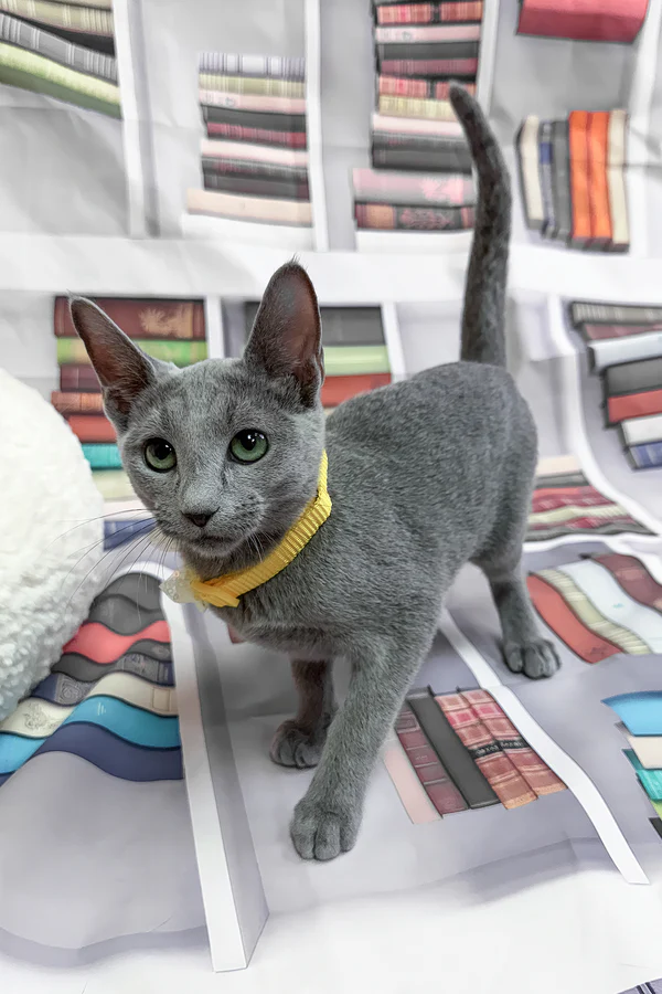 6_Nikita_410007_600x Nikita Russian Blue Male Kitten For Sale