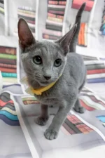 Nikita Russian Blue Male Kitten For Sale
