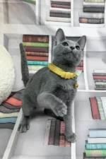 Nikita Russian Blue Male Kitten For Sale