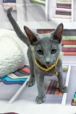 Nikita Russian Blue Male Kitten For Sale