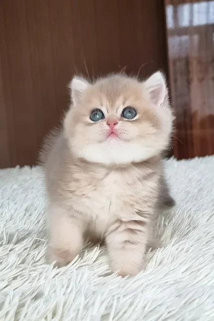 blue golden shaded British Shorthair kitten
