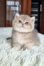 blue golden shaded British Shorthair kitten