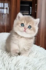 blue golden shaded British Shorthair kitten