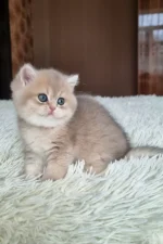 blue golden shaded British Shorthair kitten