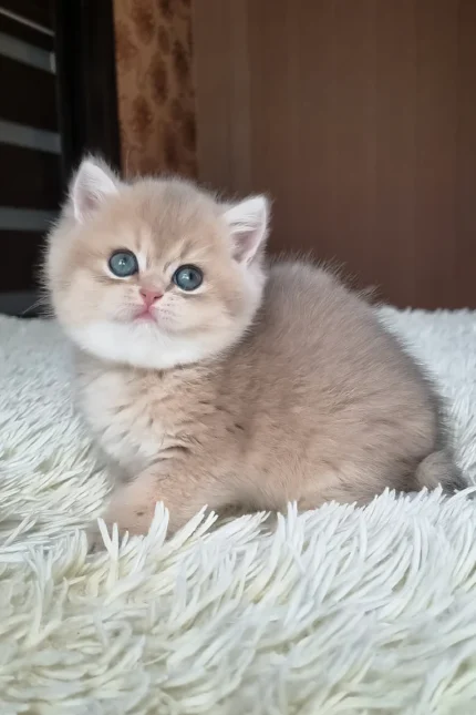 blue golden shaded British Shorthair kitten