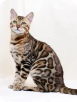 Mango Bengal Male kitten for sale — a tiny burst of golden warmth wrapped in velvet softness and curiosity.