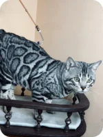 Yogi Bengal Male Kitten For Sale