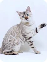 Purebred Bengal kitten UK
