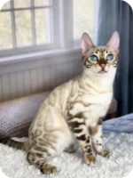 Yogi Bengal Male Kitten For Sale