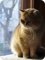 Daks British Shorthair Male Kitten For Sale