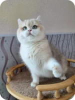 Daks British Shorthair Male Kitten For Sale