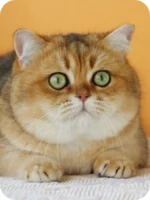 Damos Blue British Shorthair Kitten For Sale – Calm, Cuddly & Classic Charm