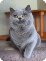 Damos Blue British Shorthair Kitten For Sale – Calm, Cuddly & Classic Charm