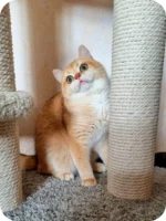 Daks British Shorthair Male Kitten For Sale