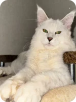 Bazzy Maine Coon Male Kitten For Sale