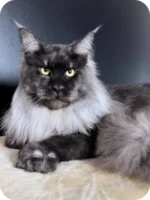 Kimberly Female Maine Coon Kitten – 5 Months Black Smoke with Luxurious Coat