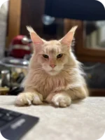 Nafaniel Male Maine Coon Kitten - Polydactyl Black Silver Ticked Tabby