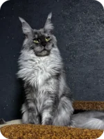 Bazzy Maine Coon Male Kitten For Sale