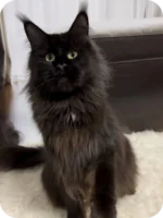 Kimberly Female Maine Coon Kitten – 5 Months Black Smoke with Luxurious Coat