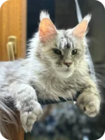 Nafaniel Male Maine Coon Kitten - Polydactyl Black Silver Ticked Tabby