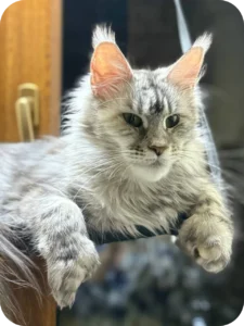 Nafaniel Male Maine Coon Kitten - Polydactyl Black Silver Ticked Tabby | https://happy-kittens.com/