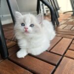 Miru Ragdoll Male Kitten
