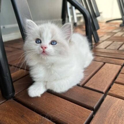 Miru Ragdoll Male Kitten