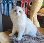 Miru Ragdoll Male Kitten