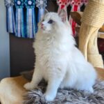 Miru Ragdoll Male Kitten