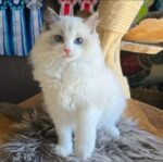 Miru Ragdoll Male Kitten