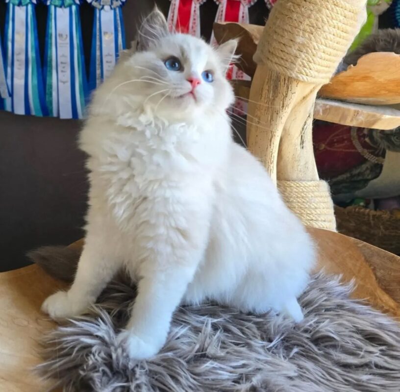 Miru Ragdoll Male Kitten