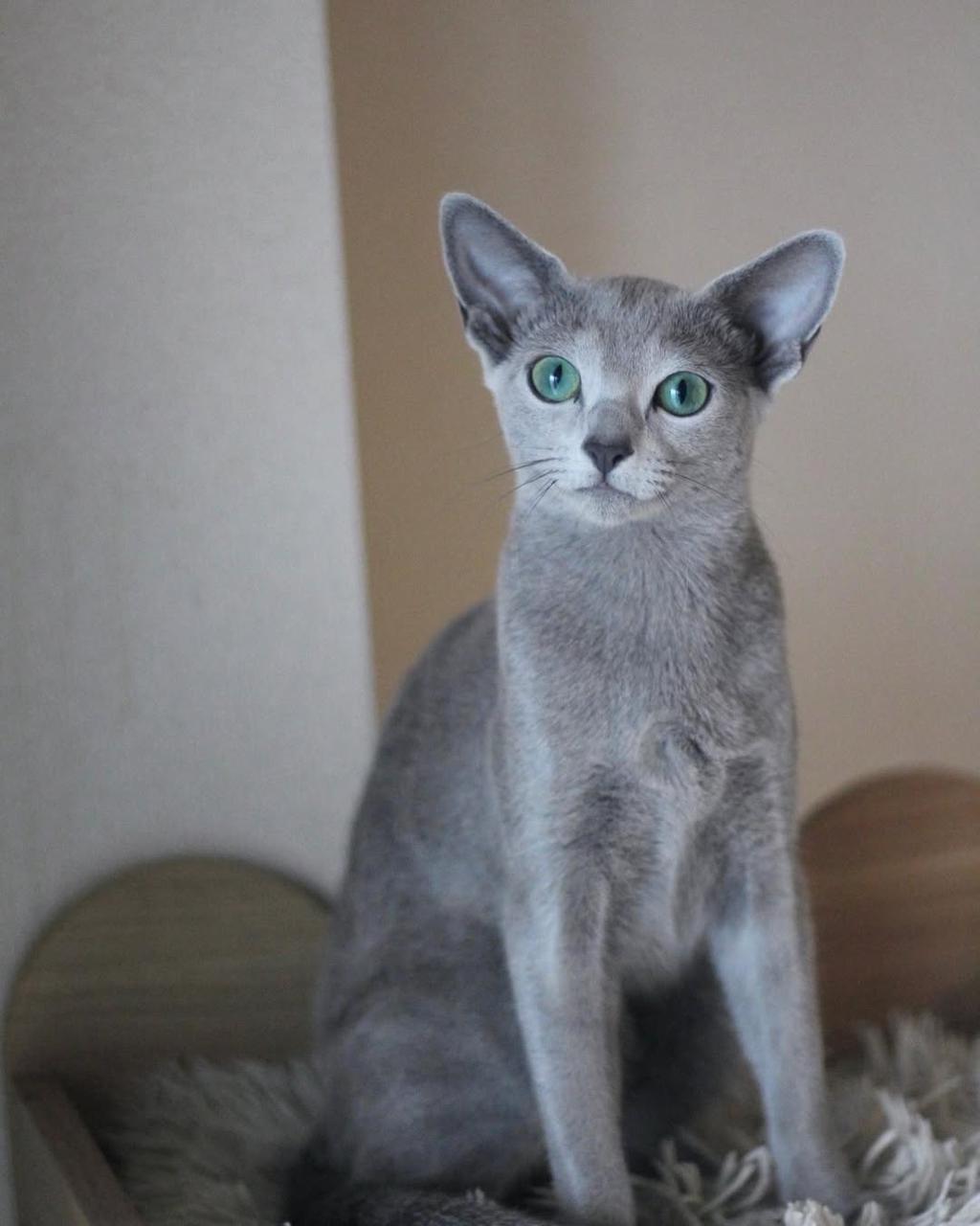 Miru Russian Blue male Kitten 5 Miru Russian Blue male Kitten