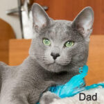 Victoria Russian Blue Female Kitten For Sale – Grace in Every Step