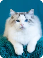 Grisha Ragdoll Male Kitten For Sale