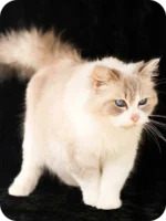 Grisha Ragdoll Male Kitten For Sale